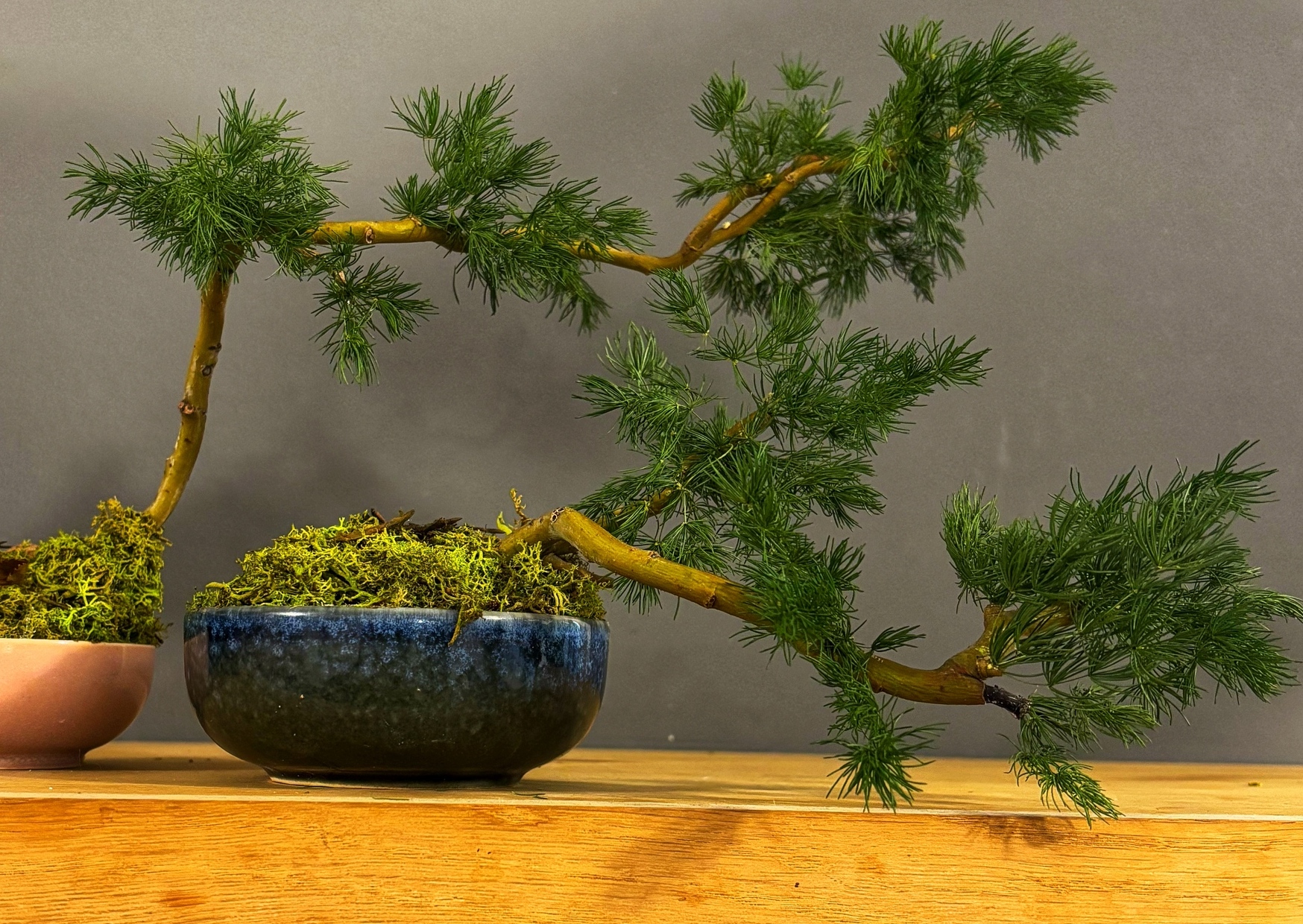 Bonsai Bonsai
