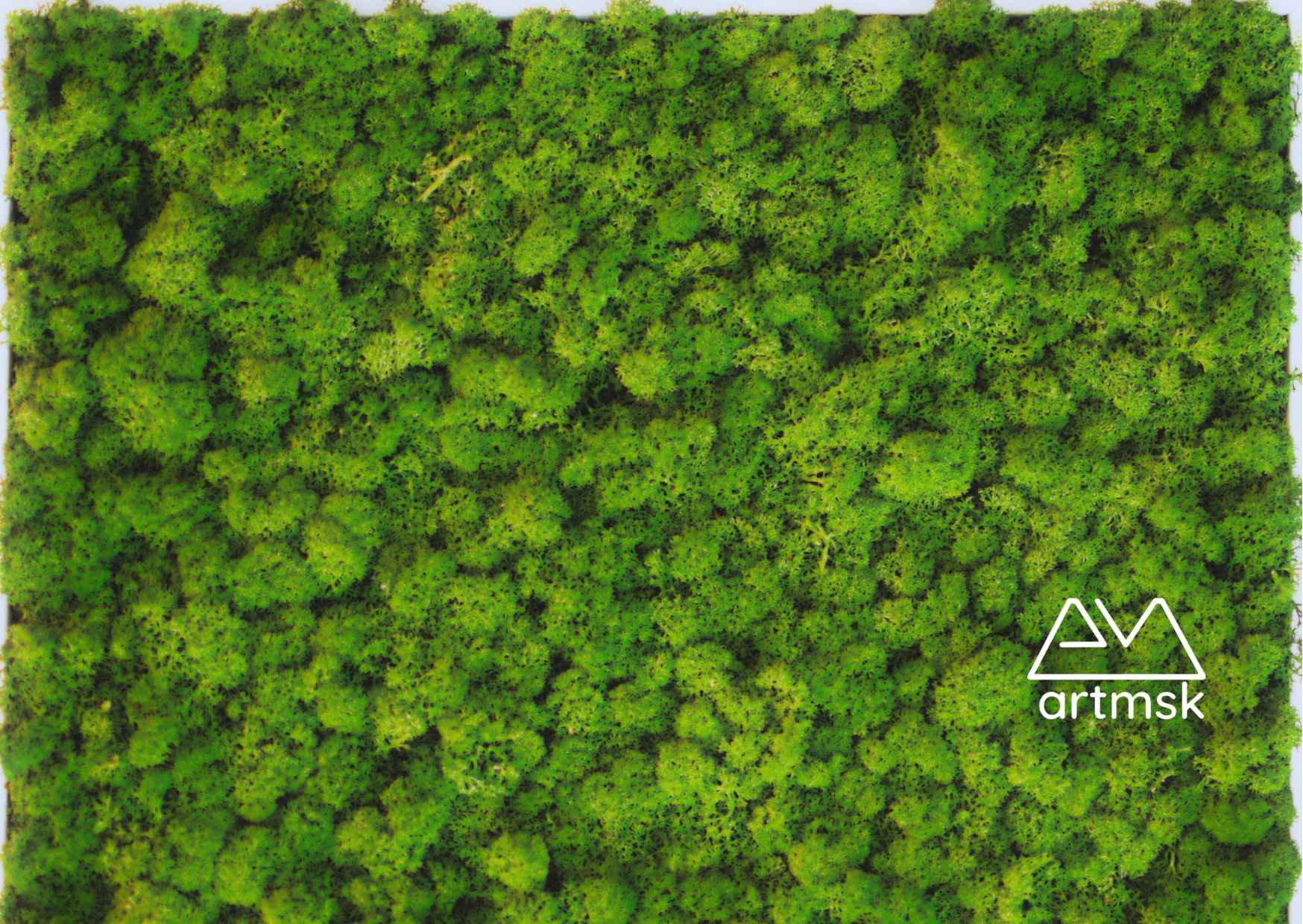 Moss Wall Moss Wall